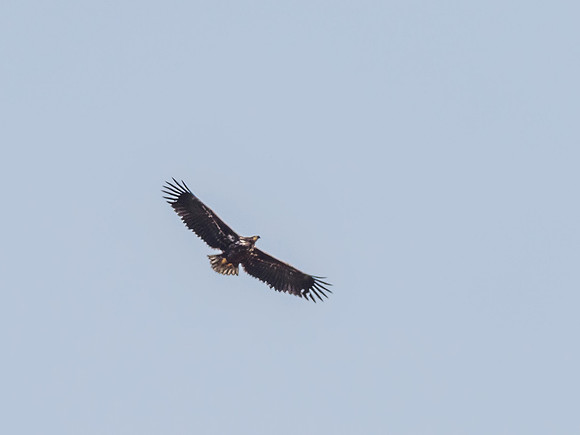 White-tailed Eagle (Haliaeetus albicilla) (3) [1810094]