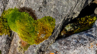 Green Heart [1810006]