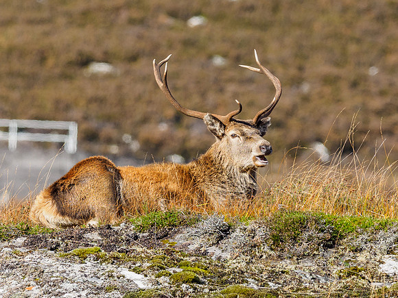 Red Deer Stags (Cervus elephus) (2) [1810084]