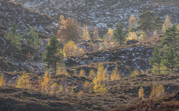 Cannich Colours (2) [1810081]