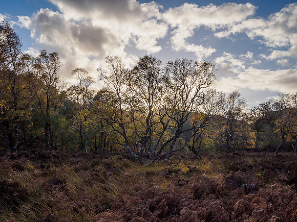 Autumnal Trees (1) [1810051]