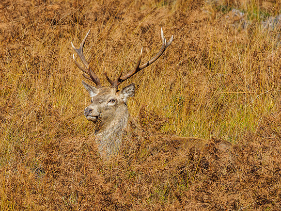 Red Deer Stags (Cervus elephus) (9) [1810091]