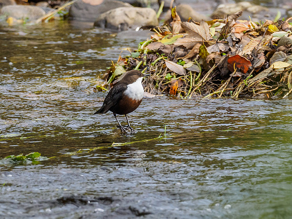 Dipper (Cinclus cinclus) [1810035]