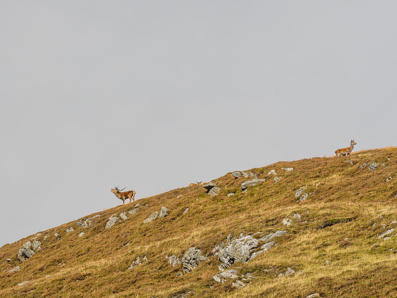 Highland Harem (4) [1810024]