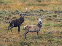 Strathconon Stags (2) [1810012]