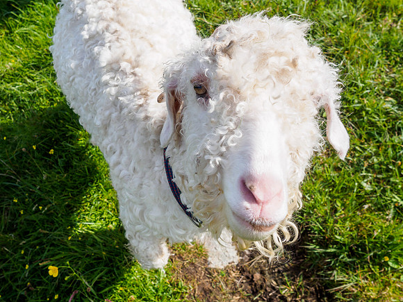 Goats and Sheep 1