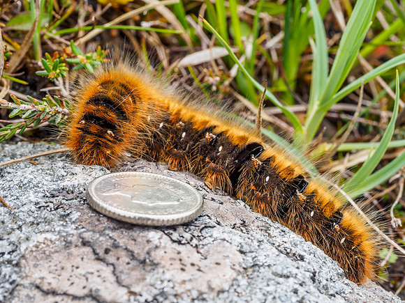 Large Caterpiller