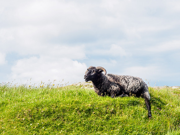Goats and Sheep 3