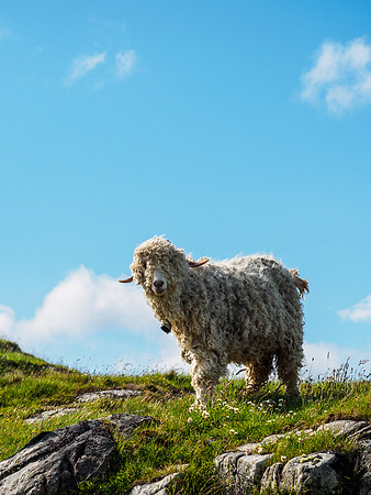 Goats and Sheep 2