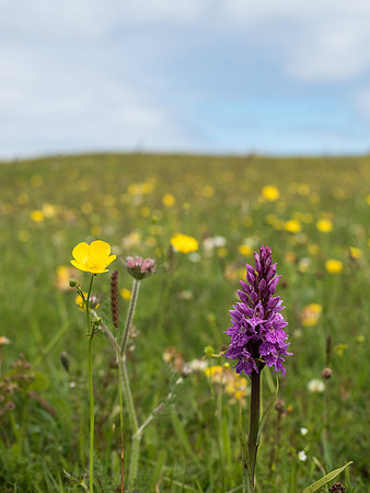 Machair