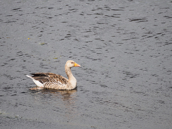 Greylag Goose