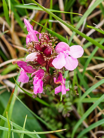 Unknown Flower