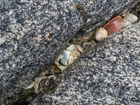 Shells