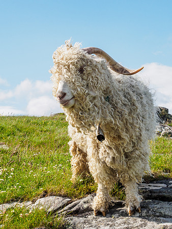 Goats and Sheep 1