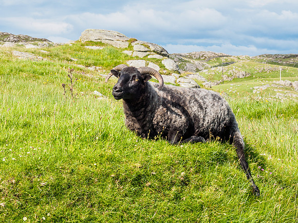 Goats and Sheep 4