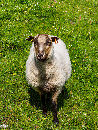 Goats and Sheep 5