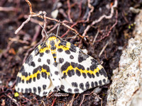 Magpie Moth