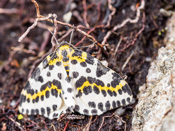Magpie Moth