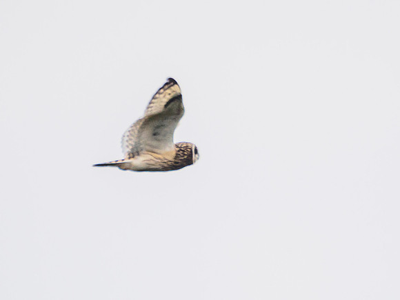 Short Eared Owl in Flight