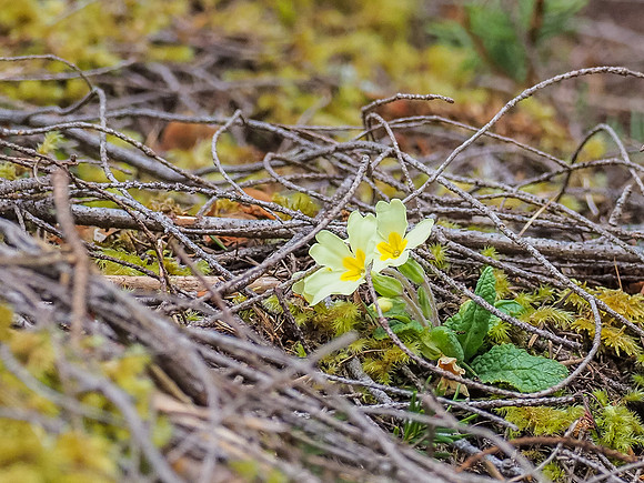 Wild Primrose (Primula vulgaris) [2003075]