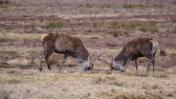 Stag Party [2003044]