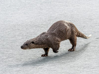 Otter (Lutra lutra) [2003011]