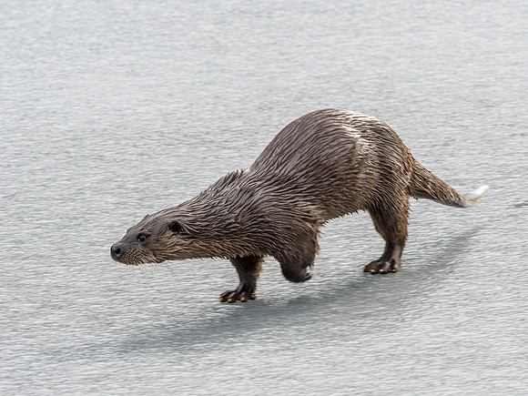 Otter (Lutra lutra) [2003011]