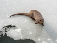 Otter (Lutra lutra) [2003008]