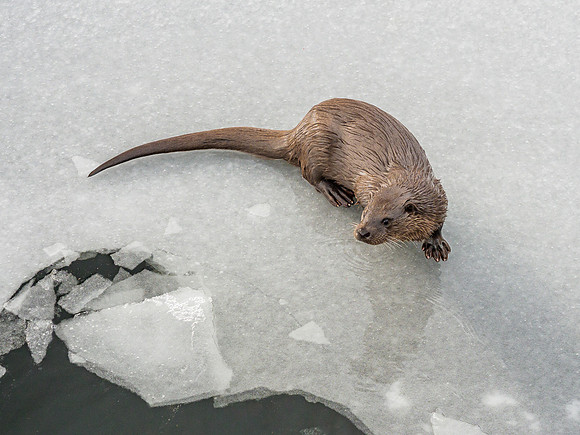Otter (Lutra lutra) [2003008]