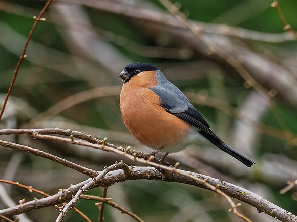 Bullfinch (Pyrrhula pyrrhula) [2003067]