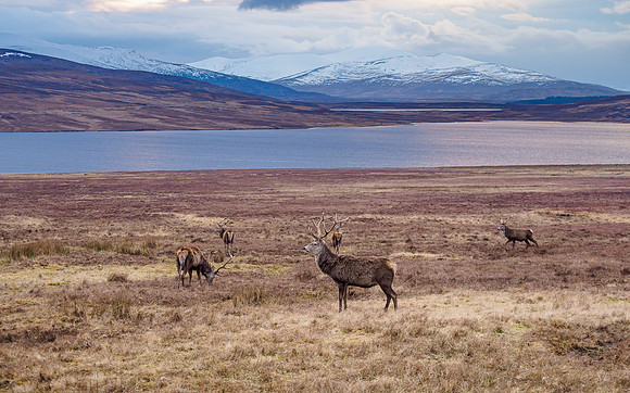 Stag Party [2003048]