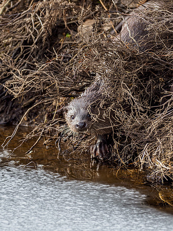 Otter (Lutra lutra) [2003005]
