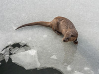 Otter (Lutra lutra) [2003009]