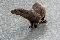 Otter (Lutra lutra) [2003013]