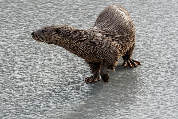 Otter (Lutra lutra) [2003013]
