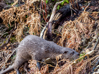 Otter (Lutra lutra) [2003017]