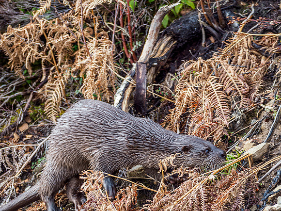 Otter (Lutra lutra) [2003017]