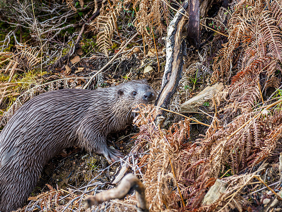 Otter (Lutra lutra) [2003014]