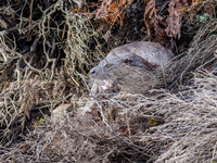 Otter (Lutra lutra) [2003003]