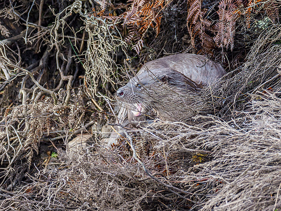 Otter (Lutra lutra) [2003003]
