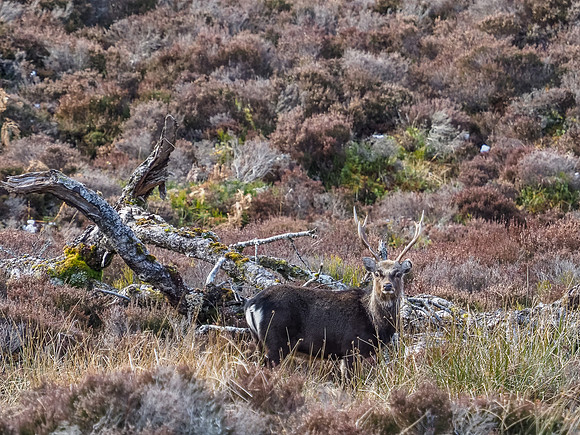 Sika Stag [2003060]