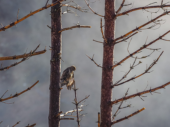Common Buzzard (Buteo buteo) [2003080]