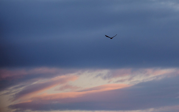 Buzzard Heading For Sunset [2003049]