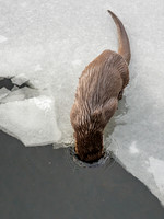 Otter (Lutra lutra) [2003010]