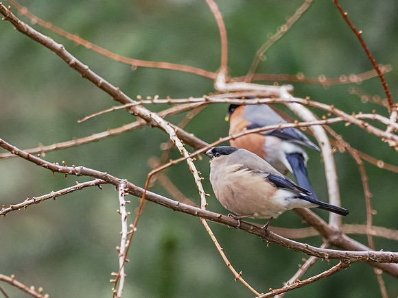 Bullfinch (Pyrrhula pyrrhula) [2003064]