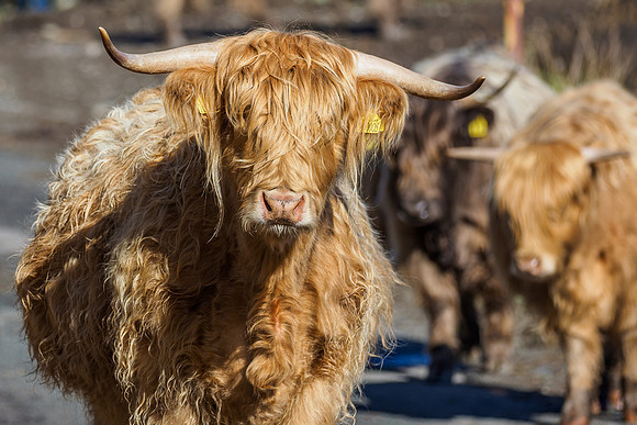 Heilan Coos [2003069]