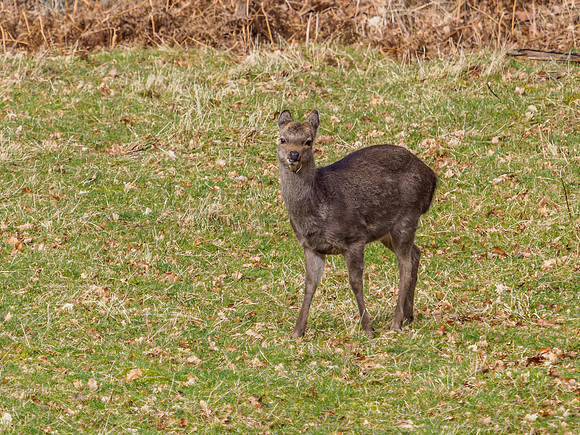 Sika Deer (Cervus nippon) [2003061]