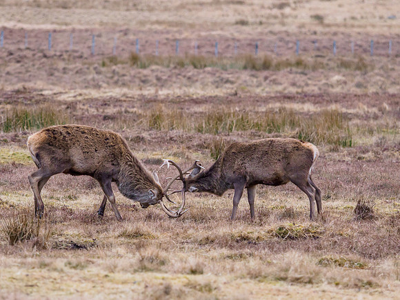 Stag Party [2003047]