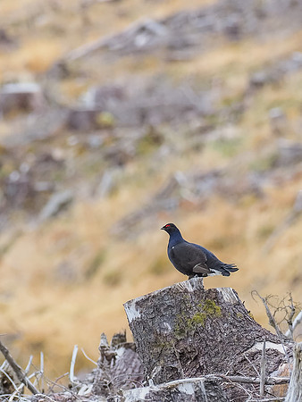 Black Grouse (Tetrao tetrix) [2003079]