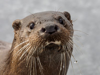 Otter (Lutra lutra) [2003002]